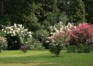 Villa Giustiniani – Fotogallery il Roseto – 30